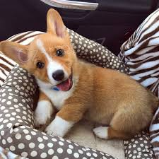 ttka Pembroke Welsh Corgi