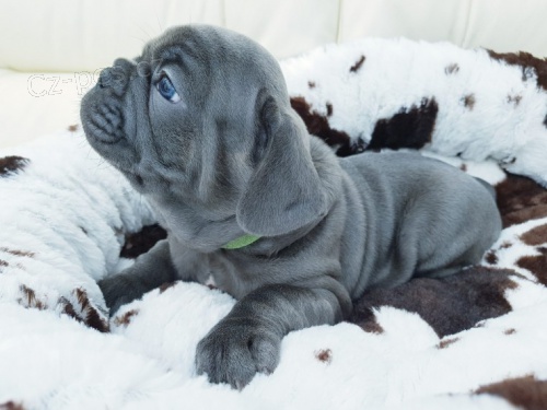 N�dhern� francouzsk� buldok �t���tka