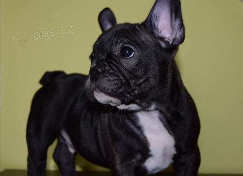 N�dhern� francouzsk� buldok �t���tka