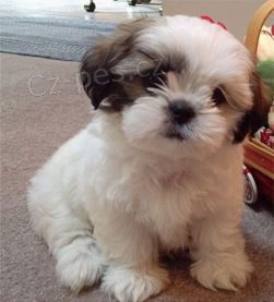 tata Shih Tzu