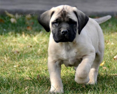 Anglick mastiff tata