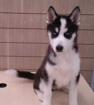 Sibiřské husky štěňata