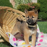 Shiba inu - pejsek