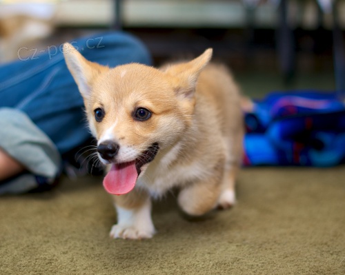 Schválené Corgi štěňata.