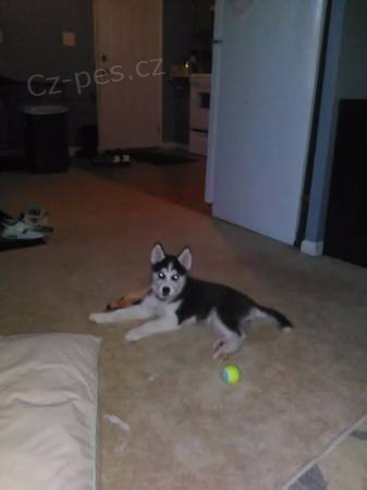 Sibiřské husky štěňata