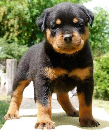 Rottweiler tata na prodej.