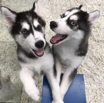 Sibiřské husky štěňata