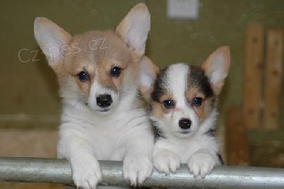 ttka Pembroke Welsh Corgi pro vs