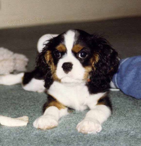Cavalier King Charles španělská štěňátka