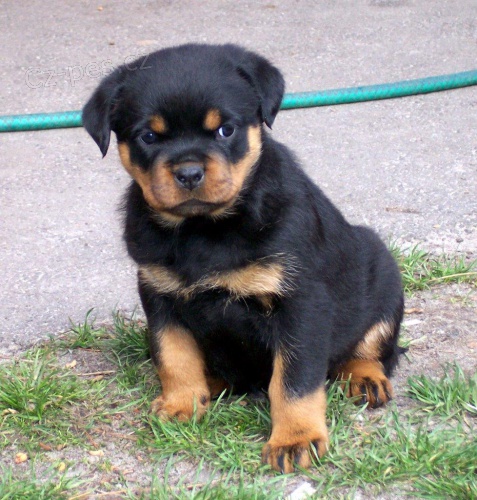 Rottweiler tata