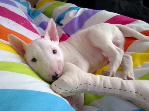 tata Bull terrier