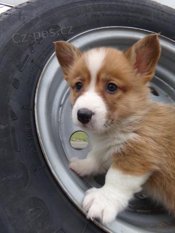 Sladk velsk Corgi (Pembroke) tata