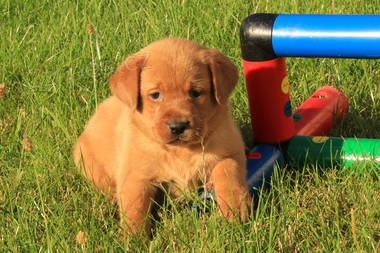 tn labrador retrievra s PP pejsek