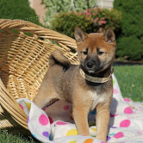 Koupm tn Shiba inu