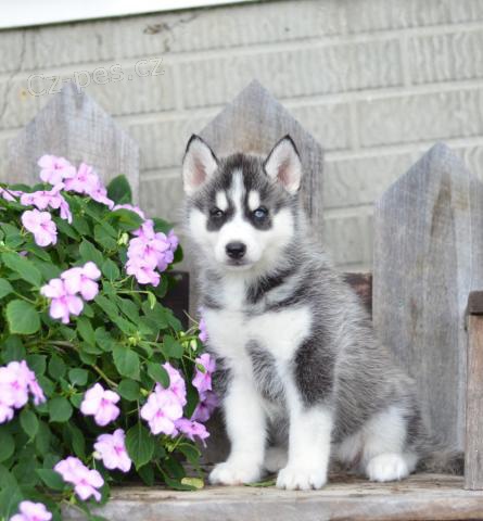 Okouzlujc sibisk Husky tata