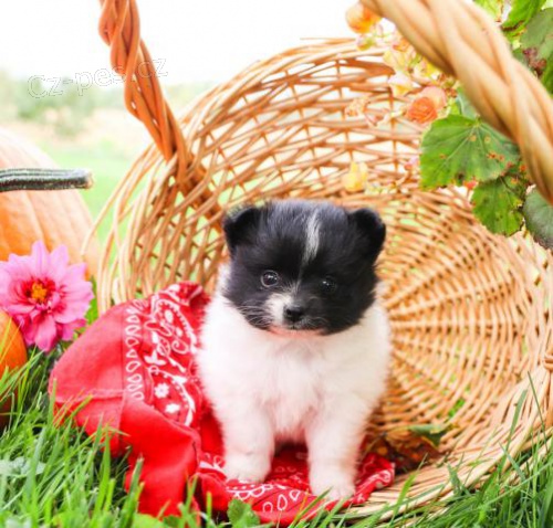 Darling Pomeranian štěňata