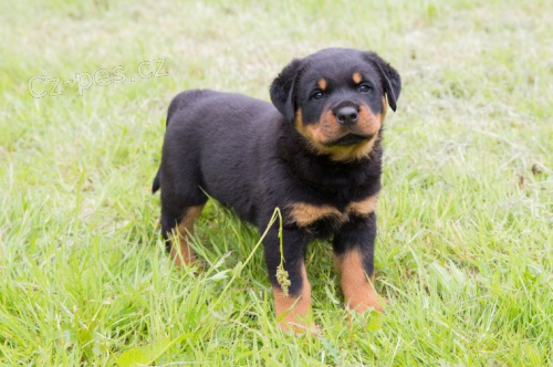 Rottweiler tata jsou k dispozici