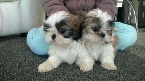 Shih-tzu