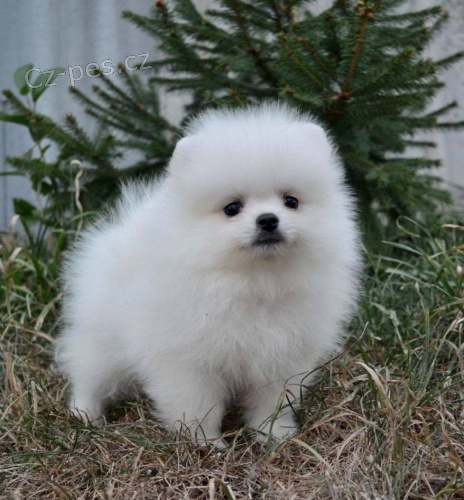 Pomeranian štěňata S PP