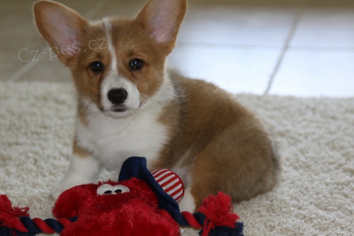 Velsk tata pembroke Corgi