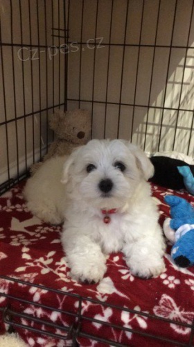 Rozko�n� maltsk� chlape�ek