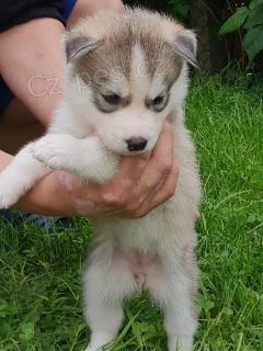 Sibisk Husky