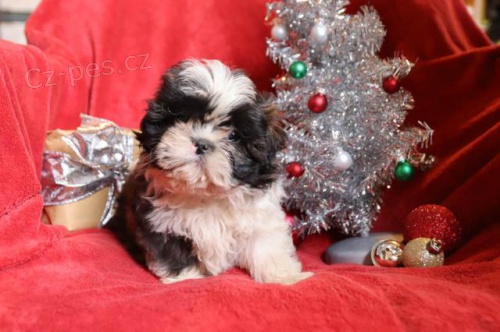načechraná Shih Tzu štěňata