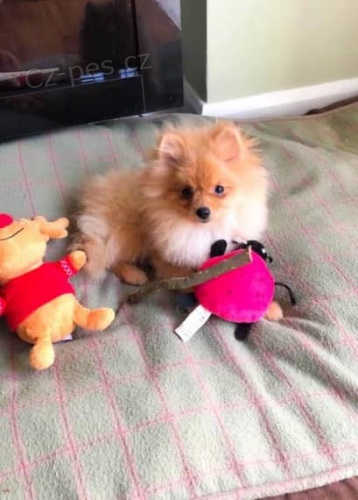 Rozkon Pomeranian Puppy Girl!