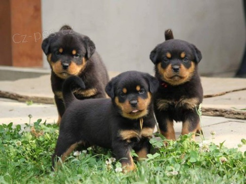 12 tdn star Rottweiler tata pro adopci