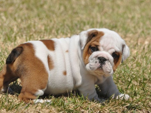 Anglick Bulldog tata s PP,