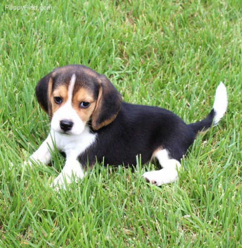 Lskypln a velmi zdrav tata Beagle s PP