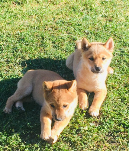 shiba inu štěňata pro vánoční