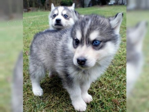 sibiřské husky štěňata s PP