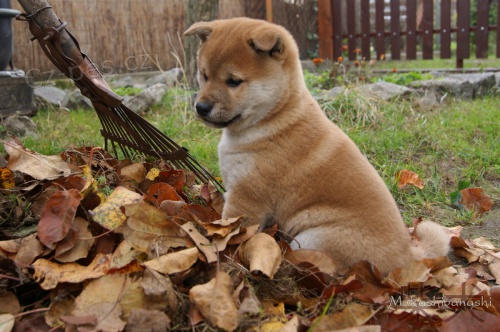 Prodm tata SHIBA INU s PP.