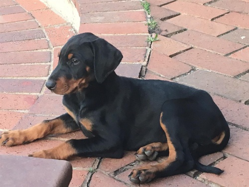 tata doberman