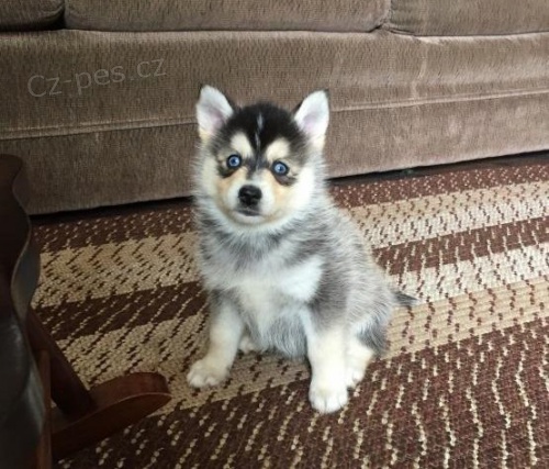 �t��ata Pomsky pro adopci,