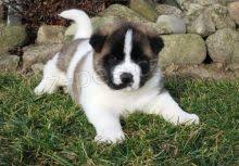 Akita �t��ata pro adopci,