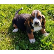 Basset Hound �t��ata pro p�ijet�,