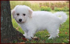 Bichon Frise �t��ata pro p�ijet�,