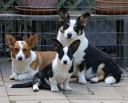 Cardigan Welsh Corgi �t��ata pro p�ijet�,