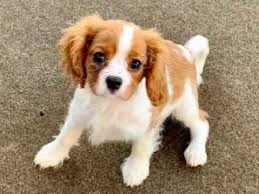 Cavalier King Charles �pan�lsk� �t��ata pro p�ijet�,