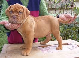 Dogue de Bordeaux �t��ata pro p�ijet�,