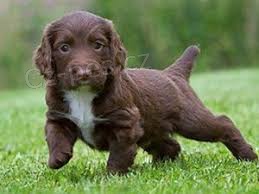 Anglick� kokr�pan�lsk� �t���tka pro p�ijet�,