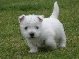 West Highland White Terrier �t��ata pro adopci,