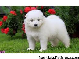 Shih Tzu �t��ata pro p�ijet�,