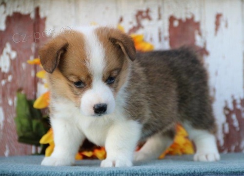 Krsn velsk Corgi (Pembroke) tata