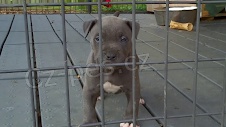 krsn tata pitbull