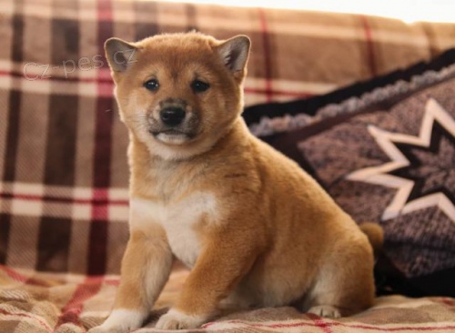 Rozkon tata Shiba Inu