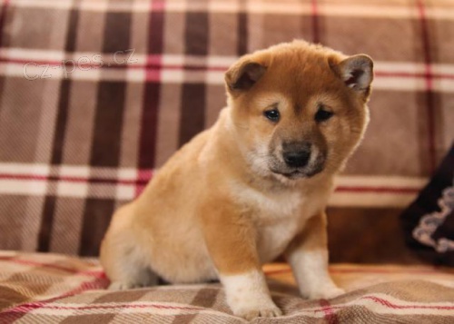 Rozkon tata Shiba Inu