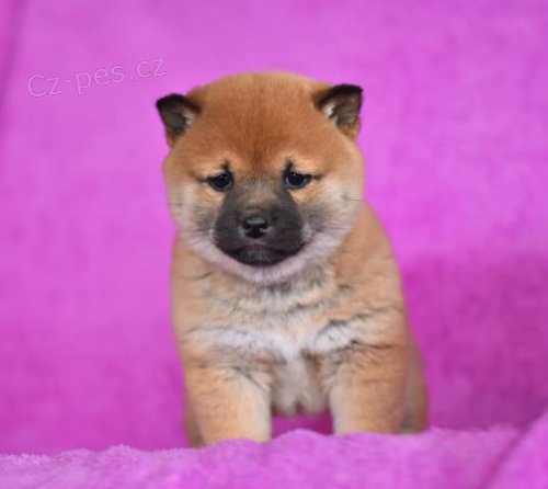 Atraktivn Shiba Inu tata